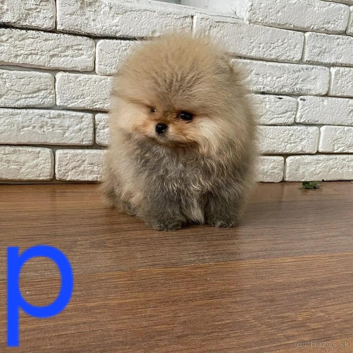 Pomeranian - 5