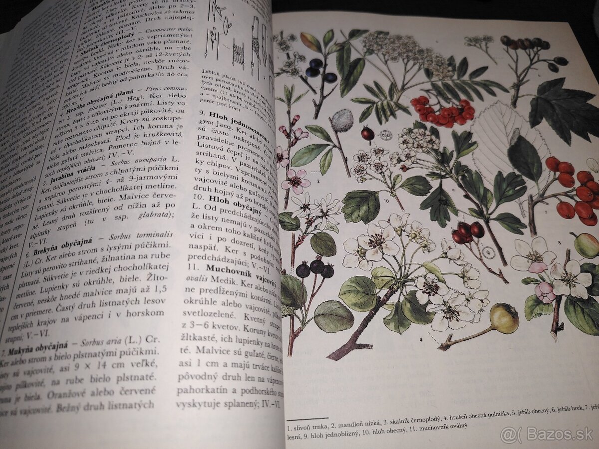 Z našej prírody - 5