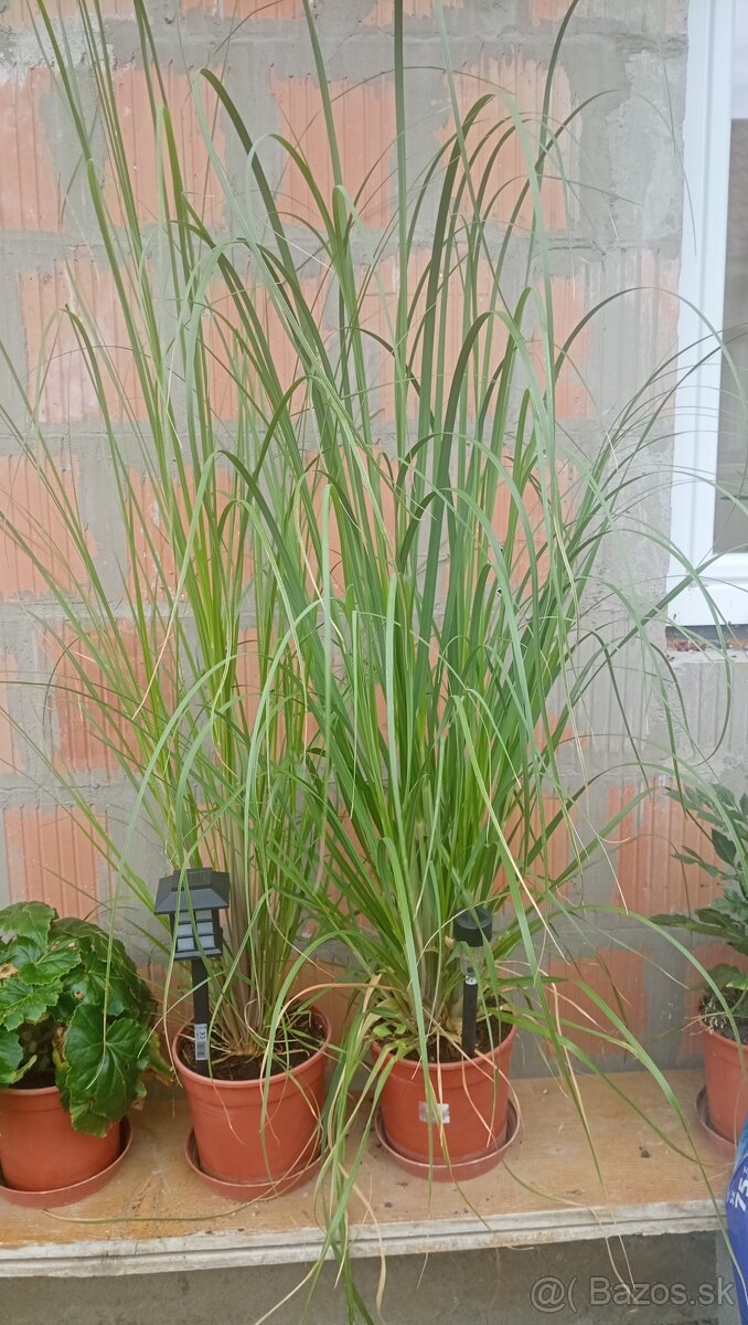 Trúby, figovníky, tráva - 5