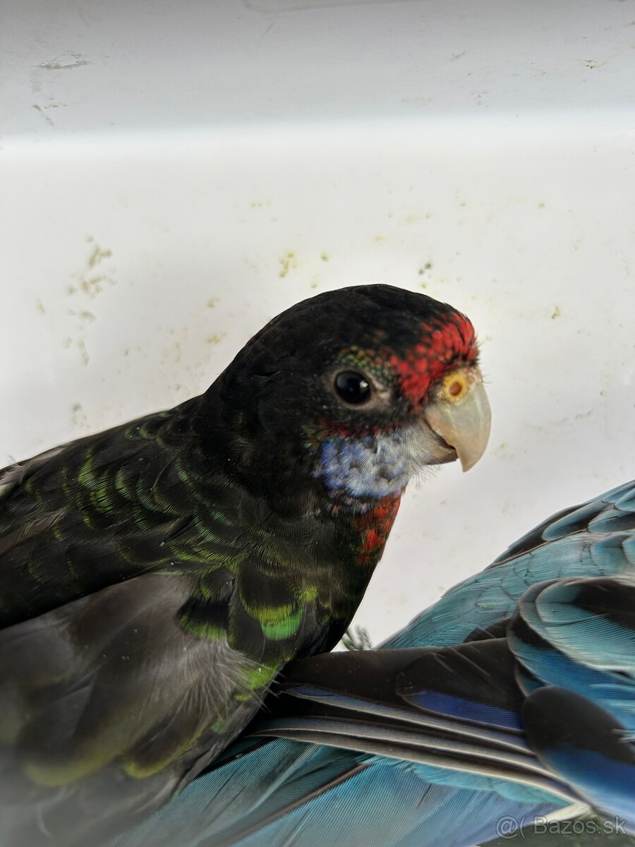 Rozely pestré odchov 25 - 5