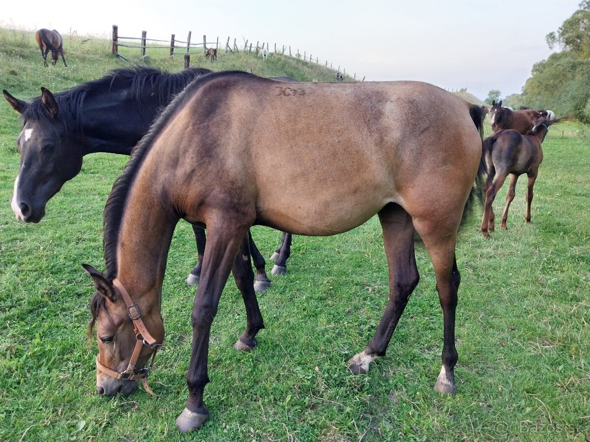 Shagya arab kobylka - 5