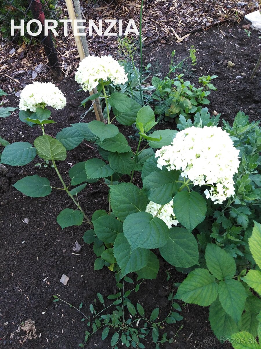 ĽALIOVKY, KLEOPATRINA IHLA , HORTENZIA, FLOX - 5