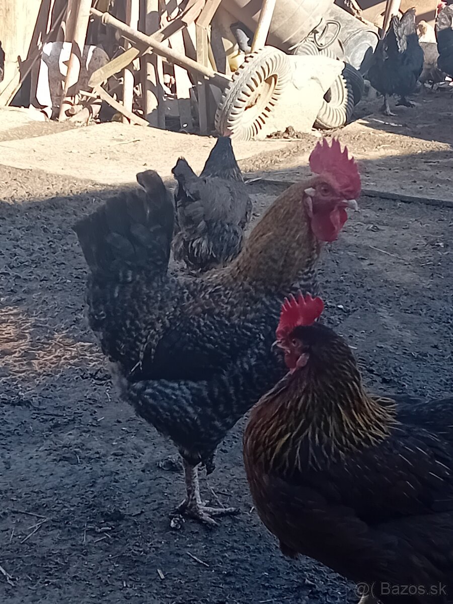 Kohút- domáci mix - 5