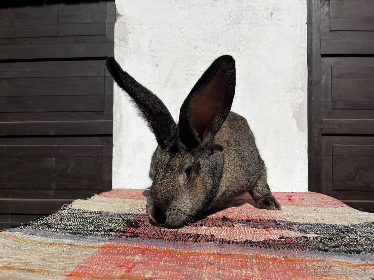 Belgický obor-3.Samička - 5