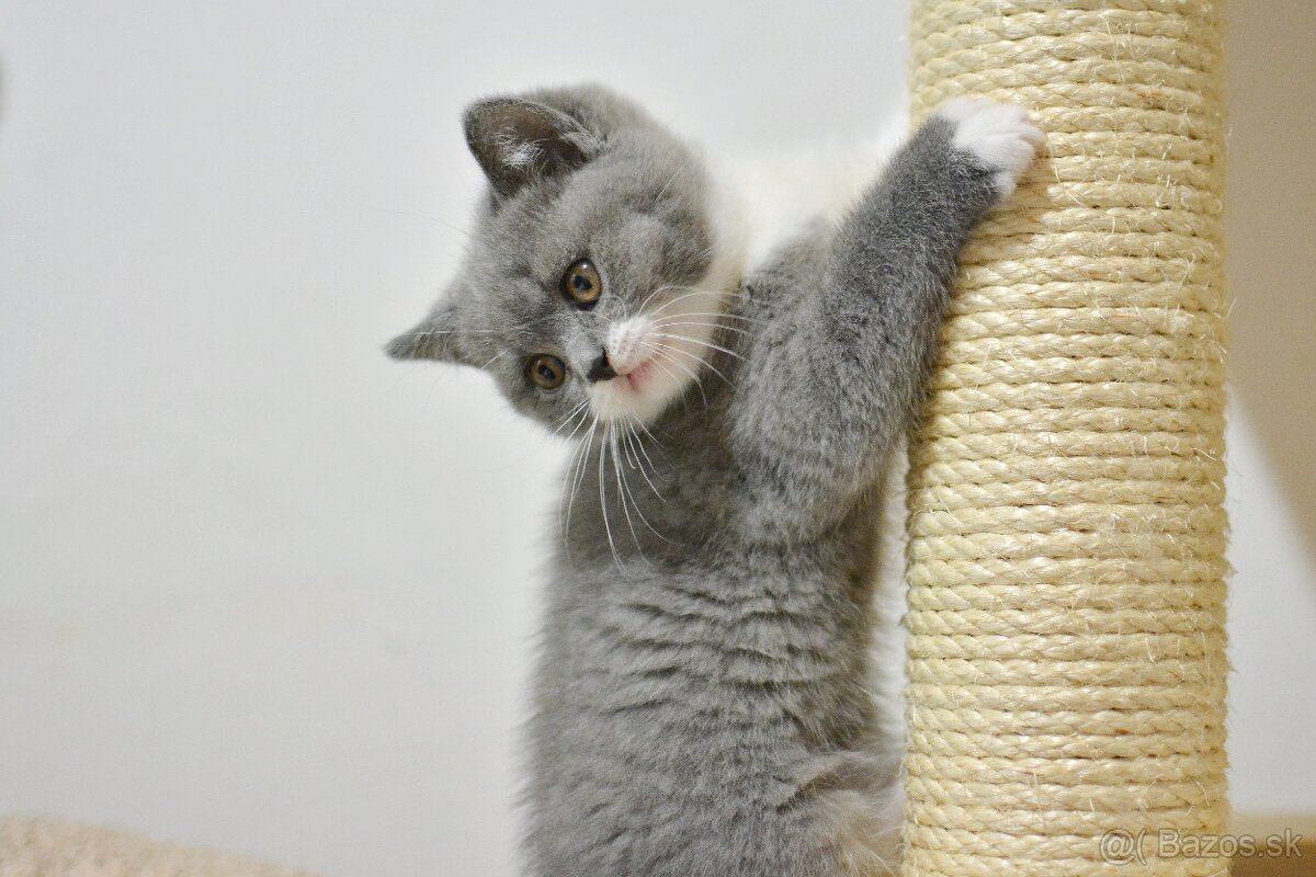 Britský kocúrik s PP - 5