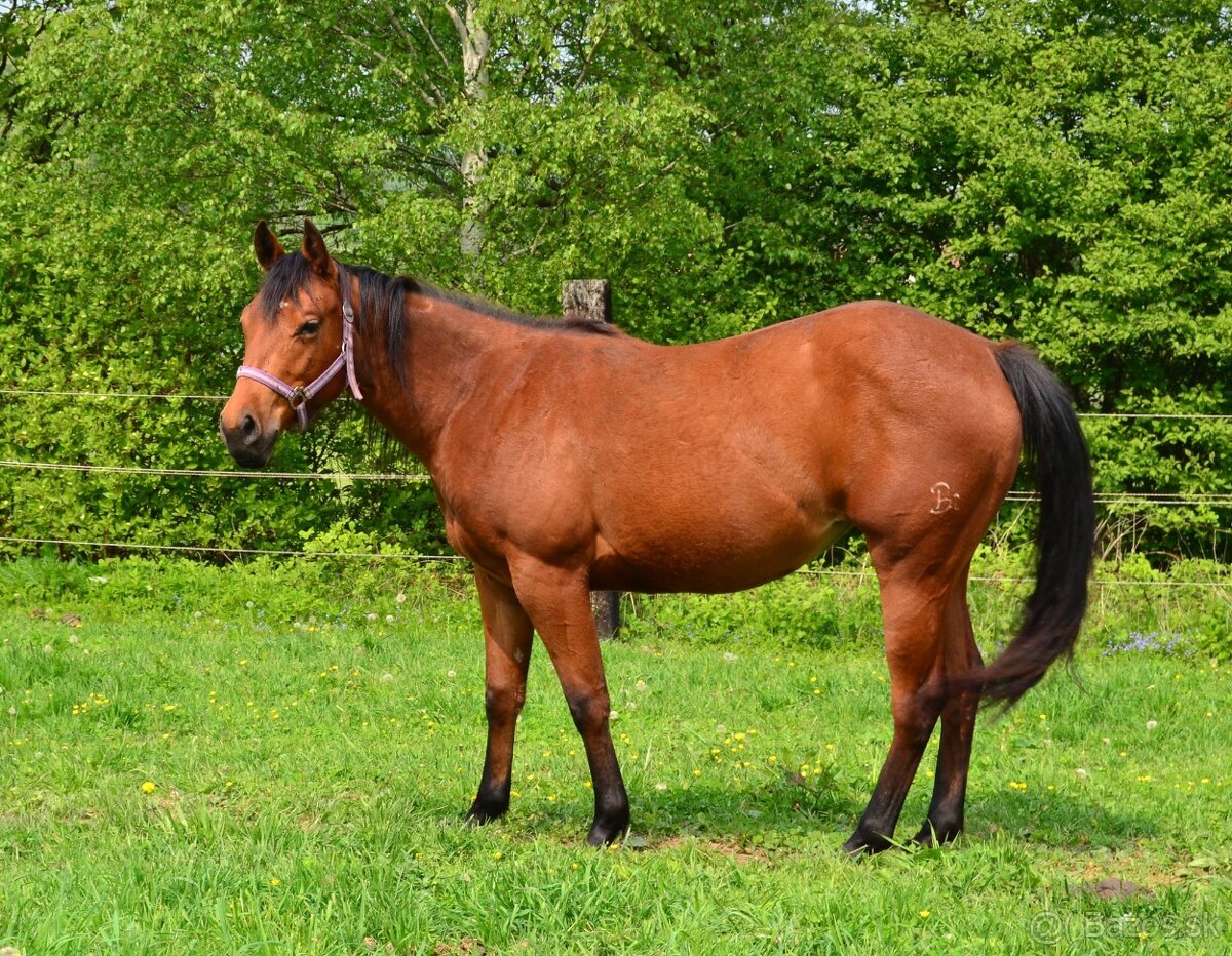 Na prodej: BR Electric Spook - 5