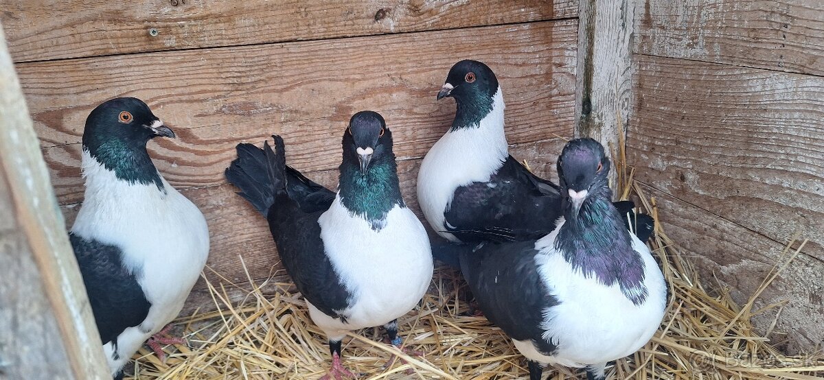 Moravský pštros. - 5