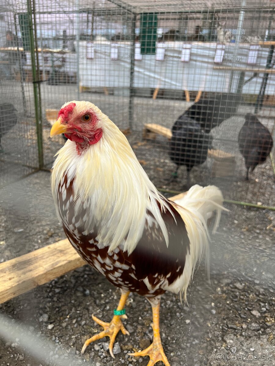 NV yokohama červenosedlatá - 5