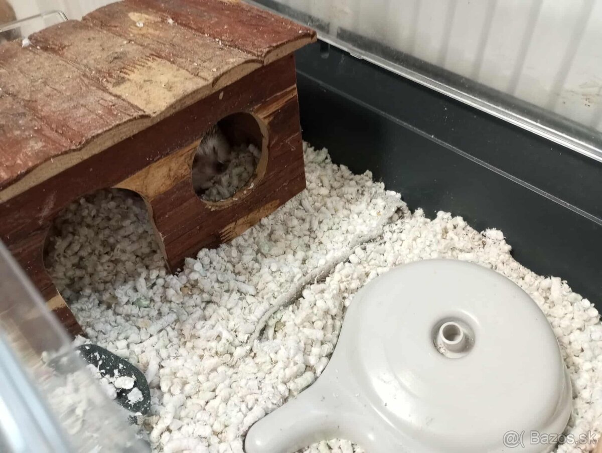 Predám ježko bielobruchý (africký) - 5