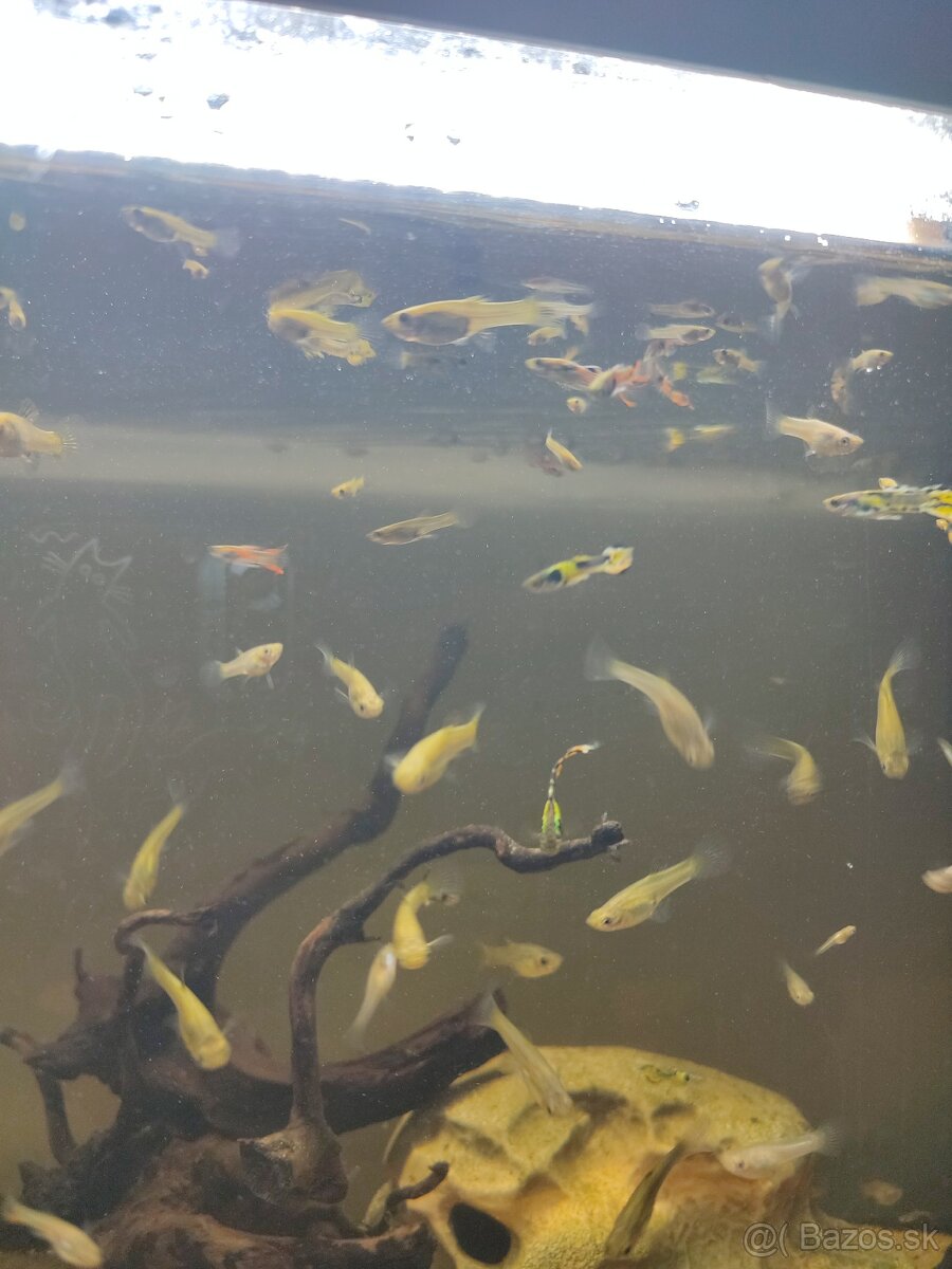 PREDÁM 120L AKVÁRIUM - 5