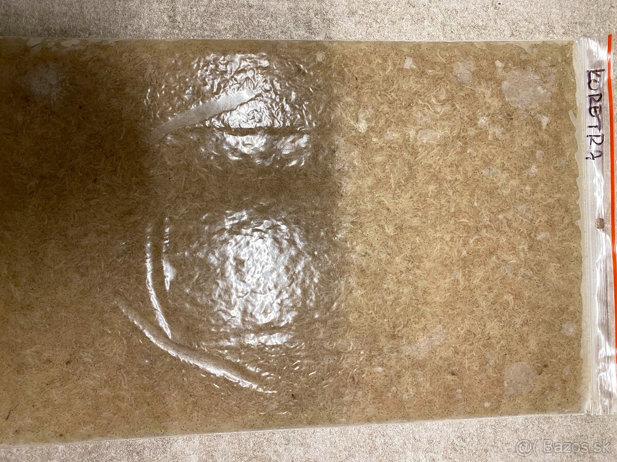 Artemie, discus mix, koretra, dafnie, mysis, hovězí srdce - 5