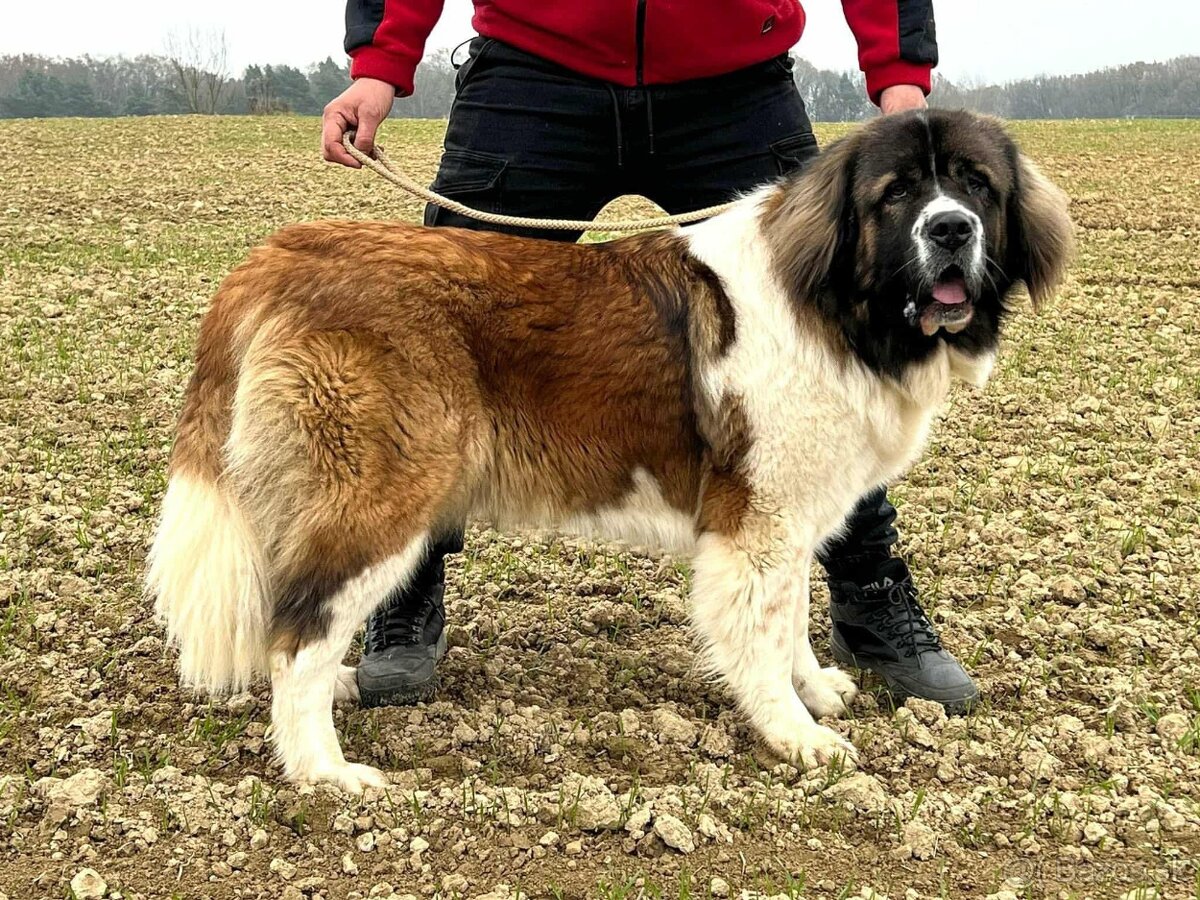 Moskovský strážny pes - 5