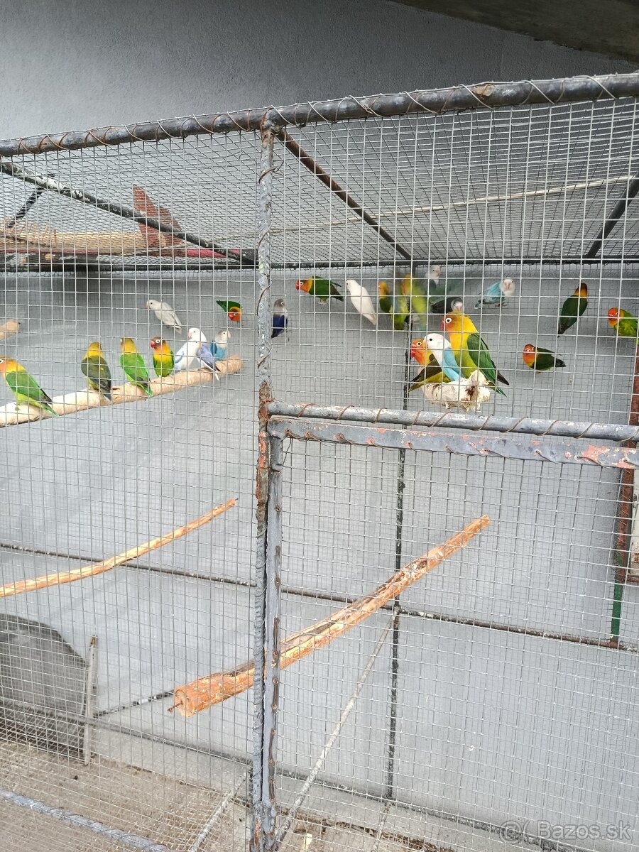 Predám agapornisov - 5