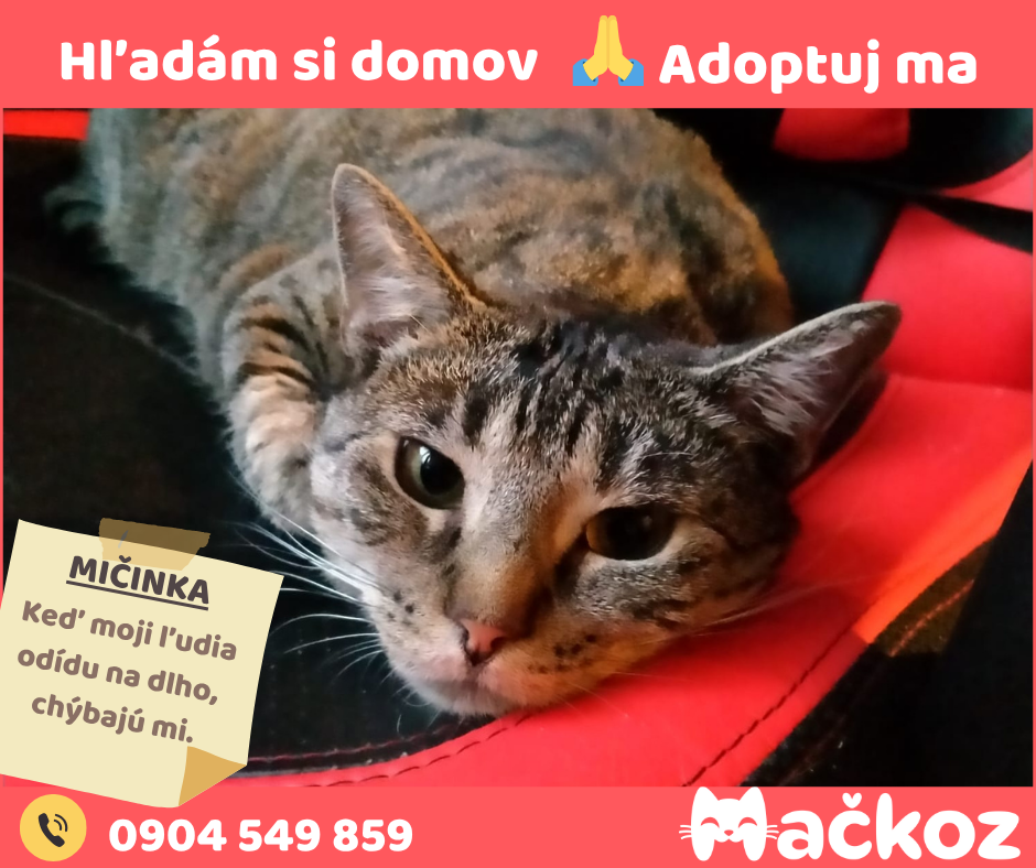 MIČINKA - Darujem mačku / Darujem mačičku - 5