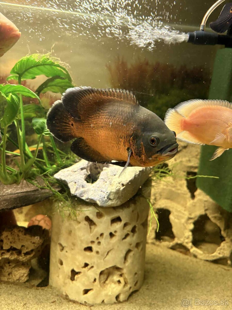 Cichlida pávia - ocellatus - 5