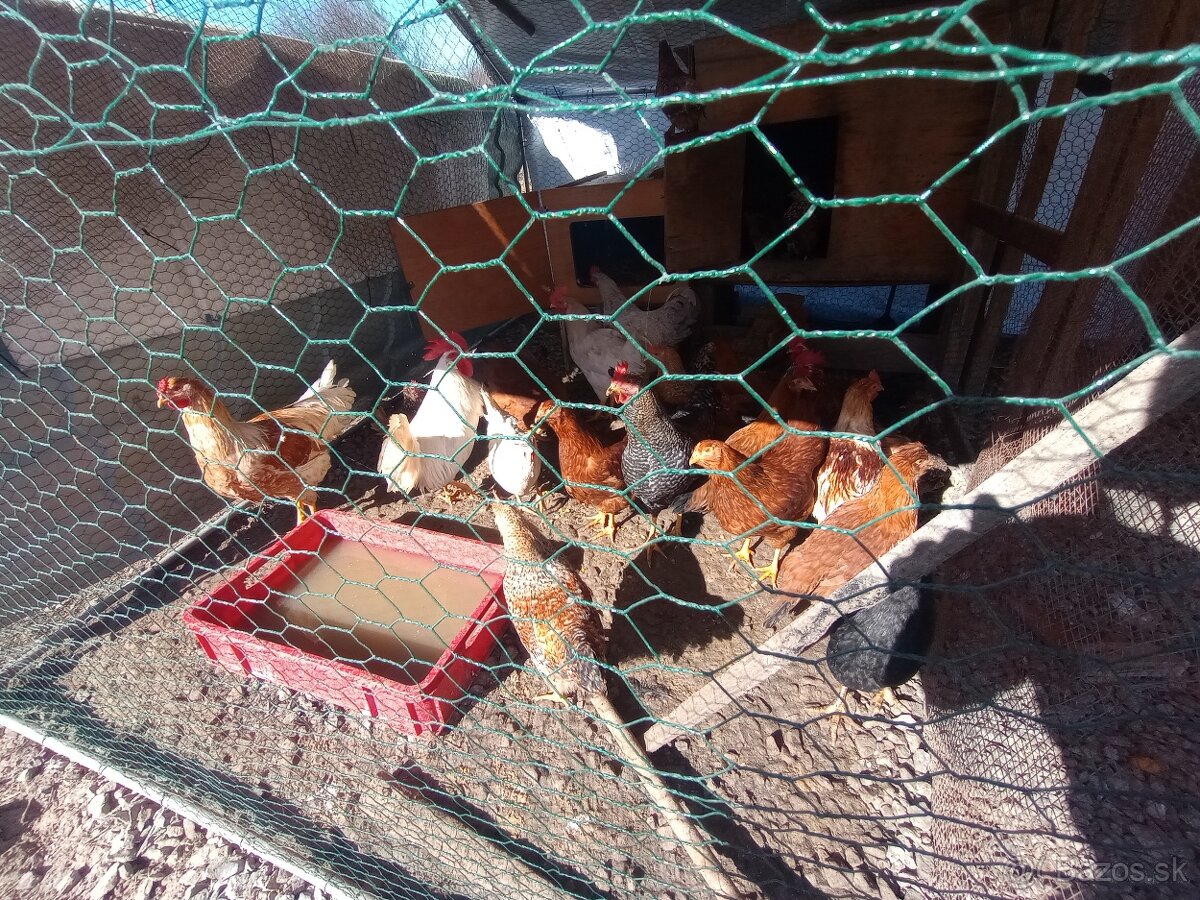 Predam kohutov - 5