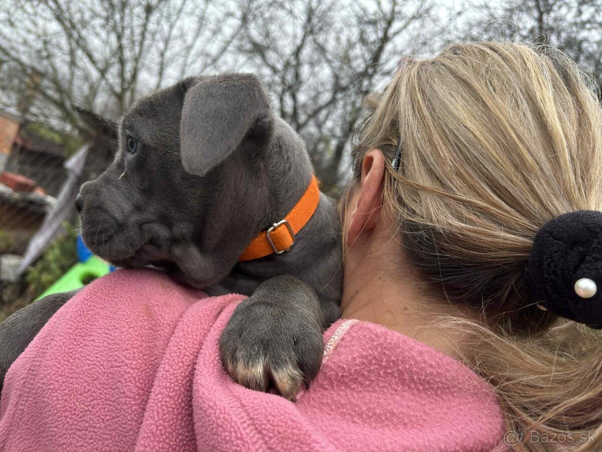 Cane Corso Šteniatka bez PP - 5