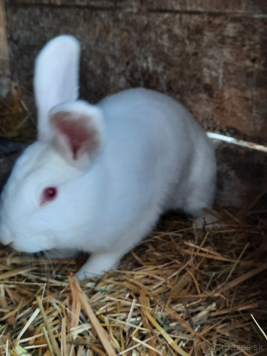 Králik - 5