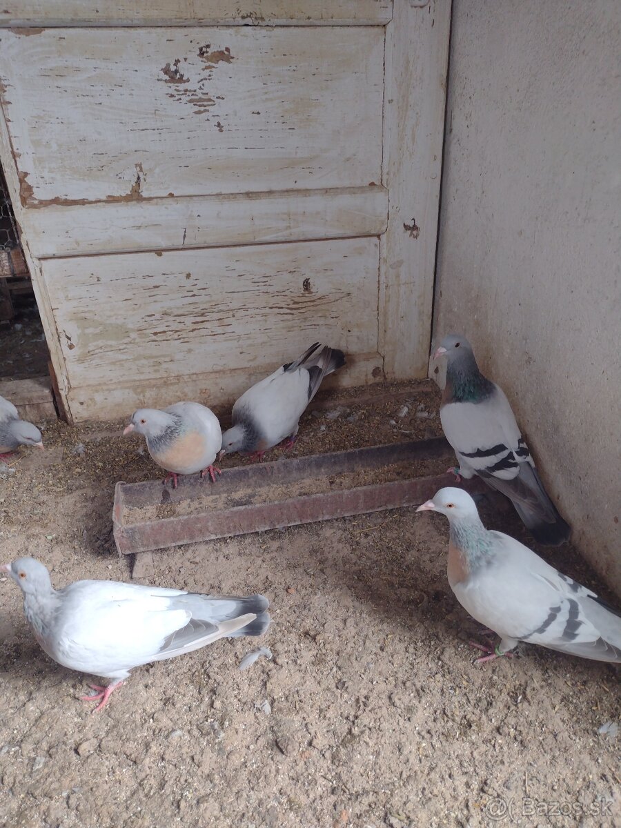 Predam holuby Koburske skovranky. - 5