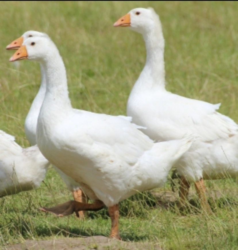 Kačky, husokačky, husi - 5