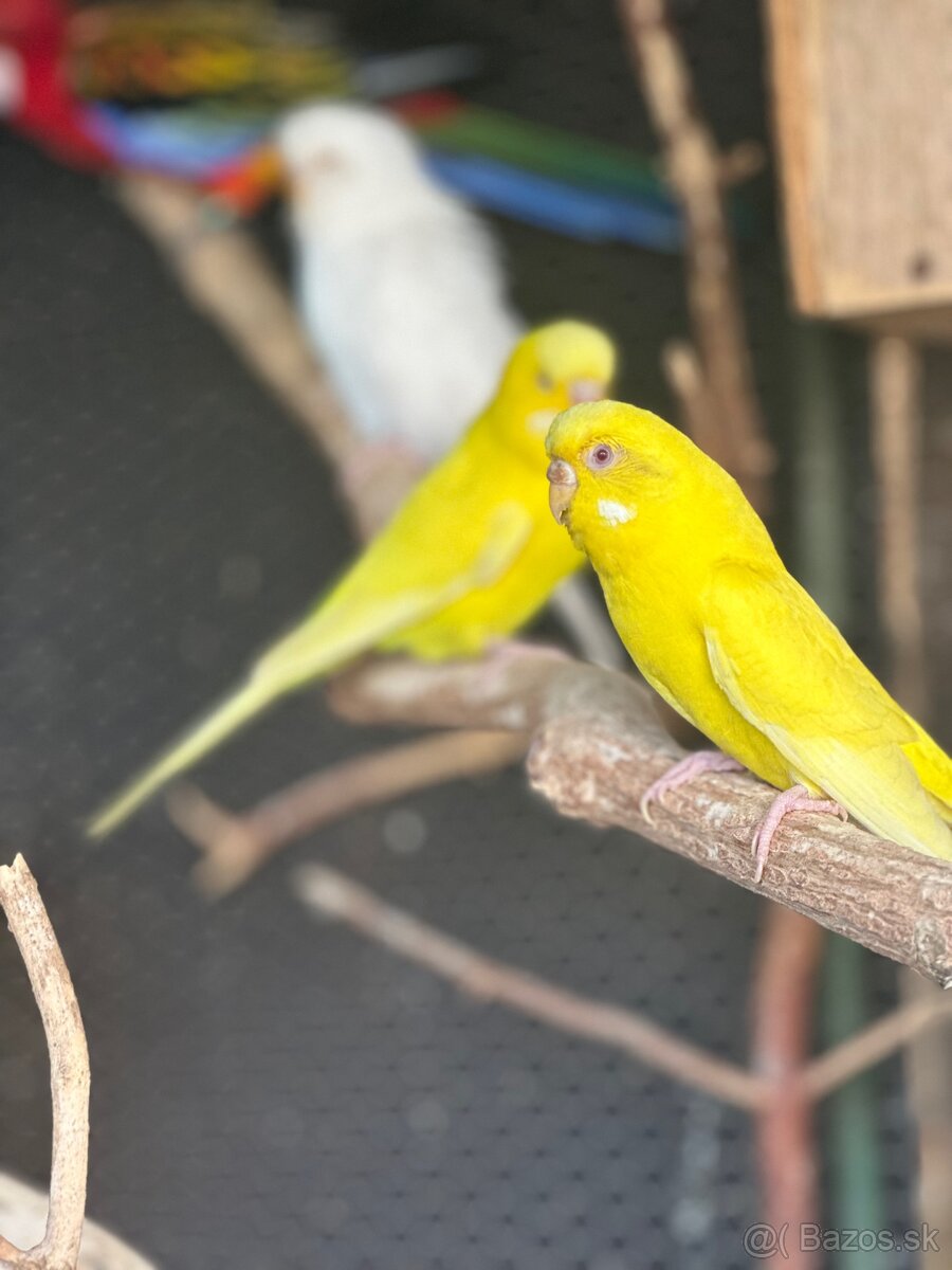 Andulky a korely - 5