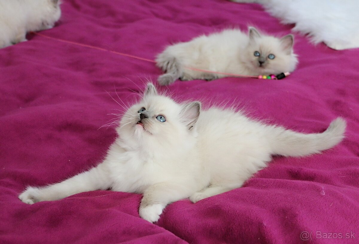 Ragdoll - láska na celý život - 5