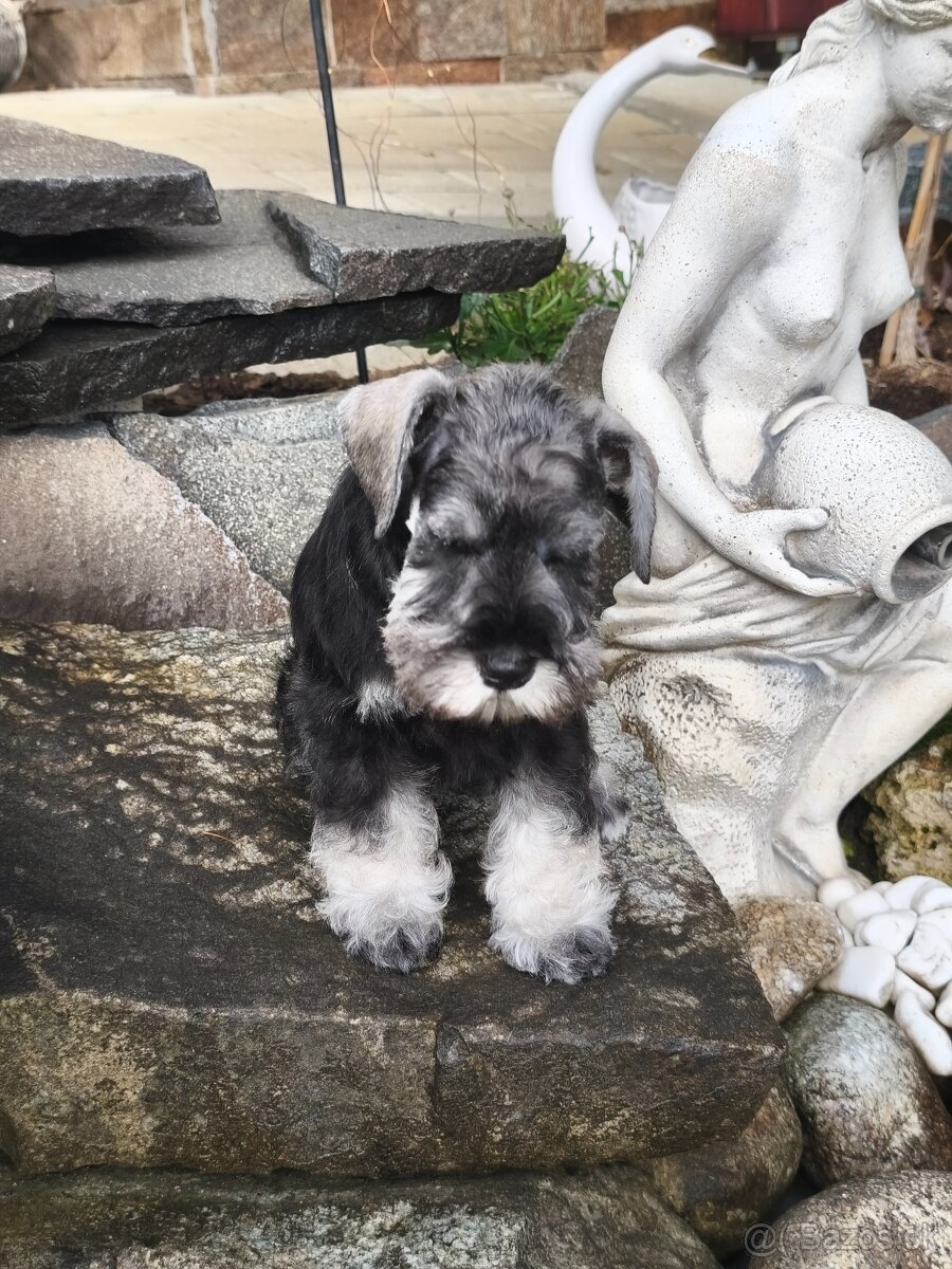 Bradáč malý korenie a soľ s PP - 5