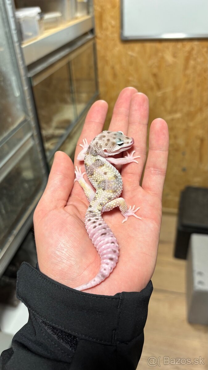 Gekončík nočný - mladí samci - 5