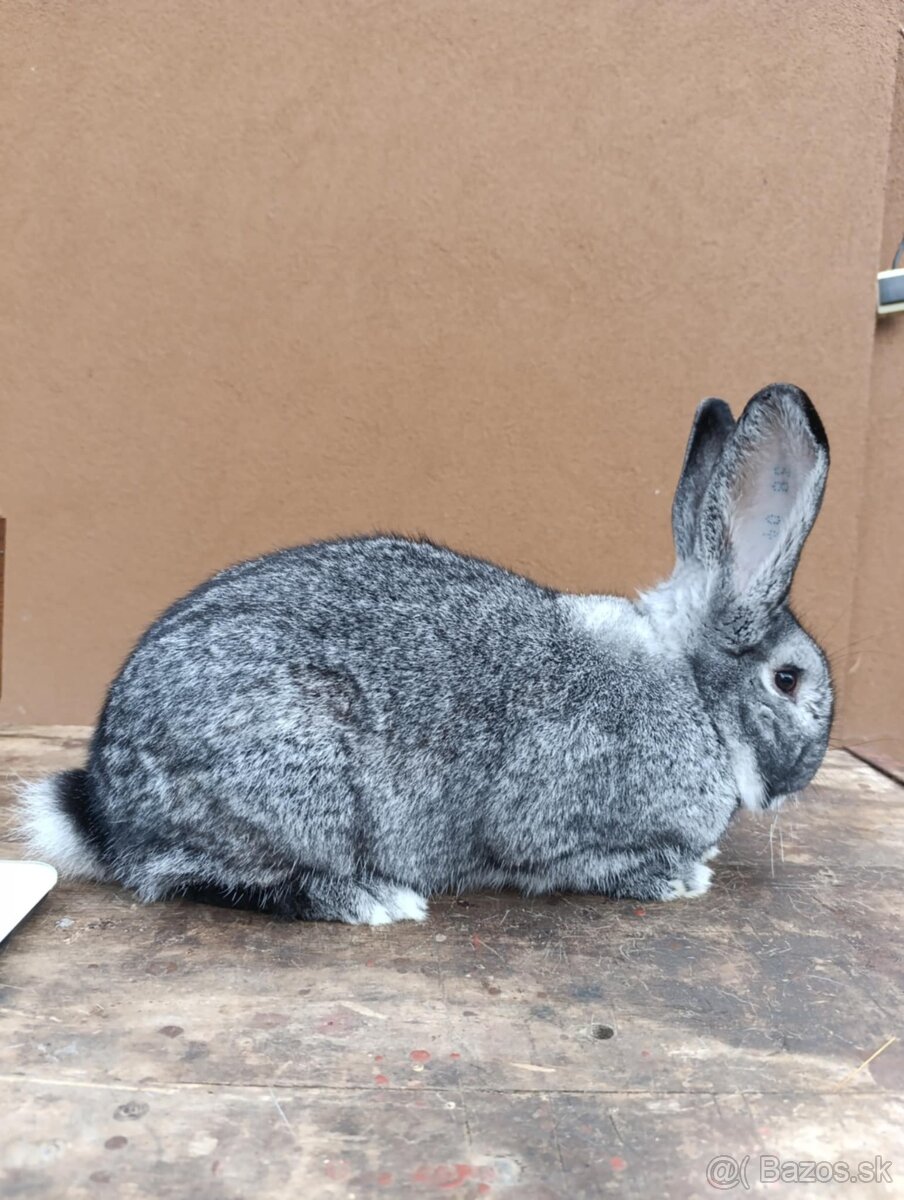 Čistokrvné Vss a Čv - 5