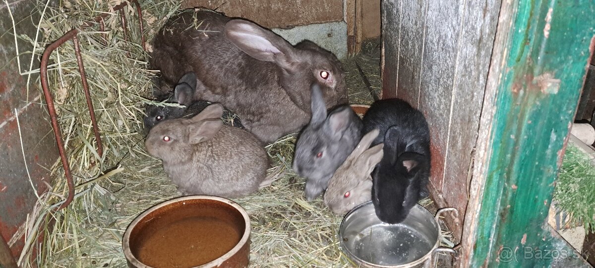 Predám králiky - 5