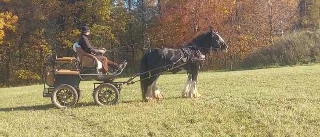 Pripúštanie Írsky Cob - 5