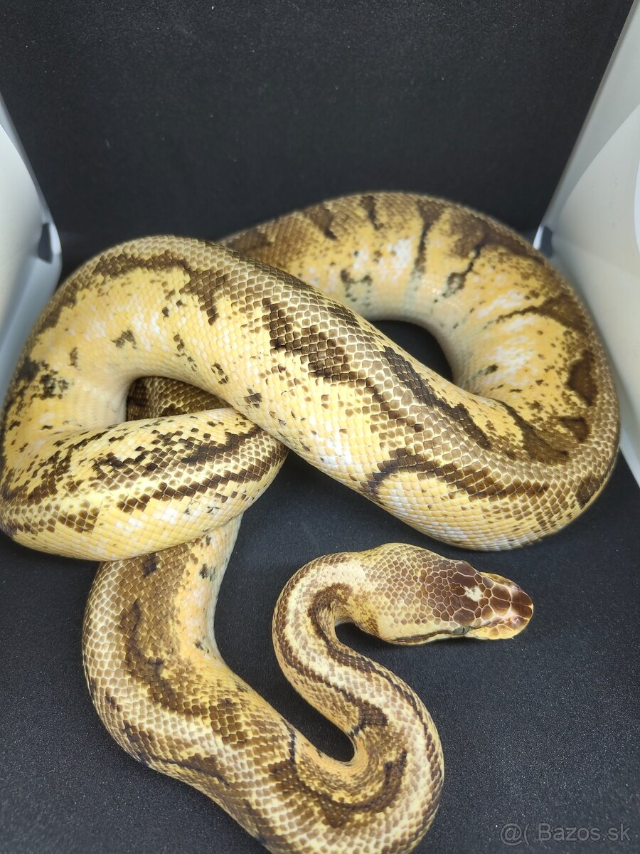 Pytón kráľovský-Python regius - 5