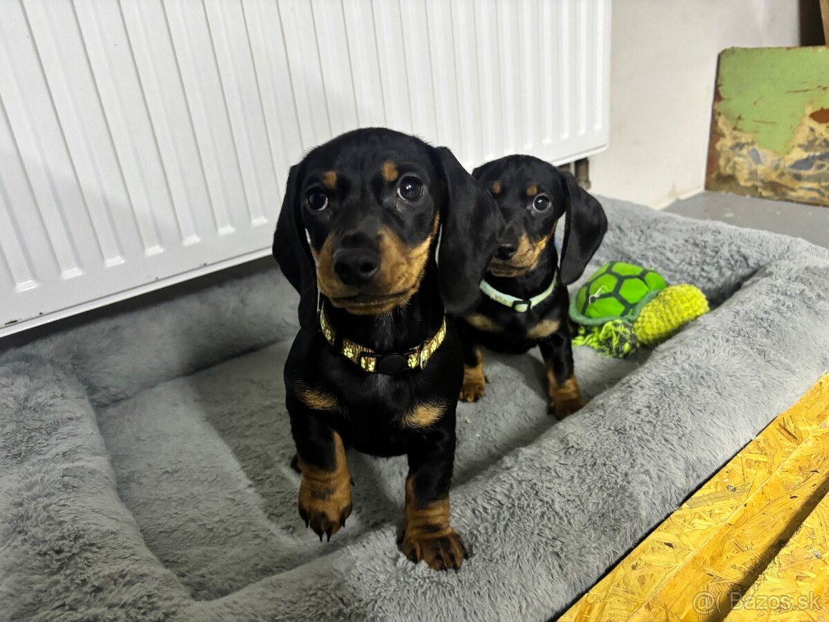 Jazvečík kratkosrstý - 5