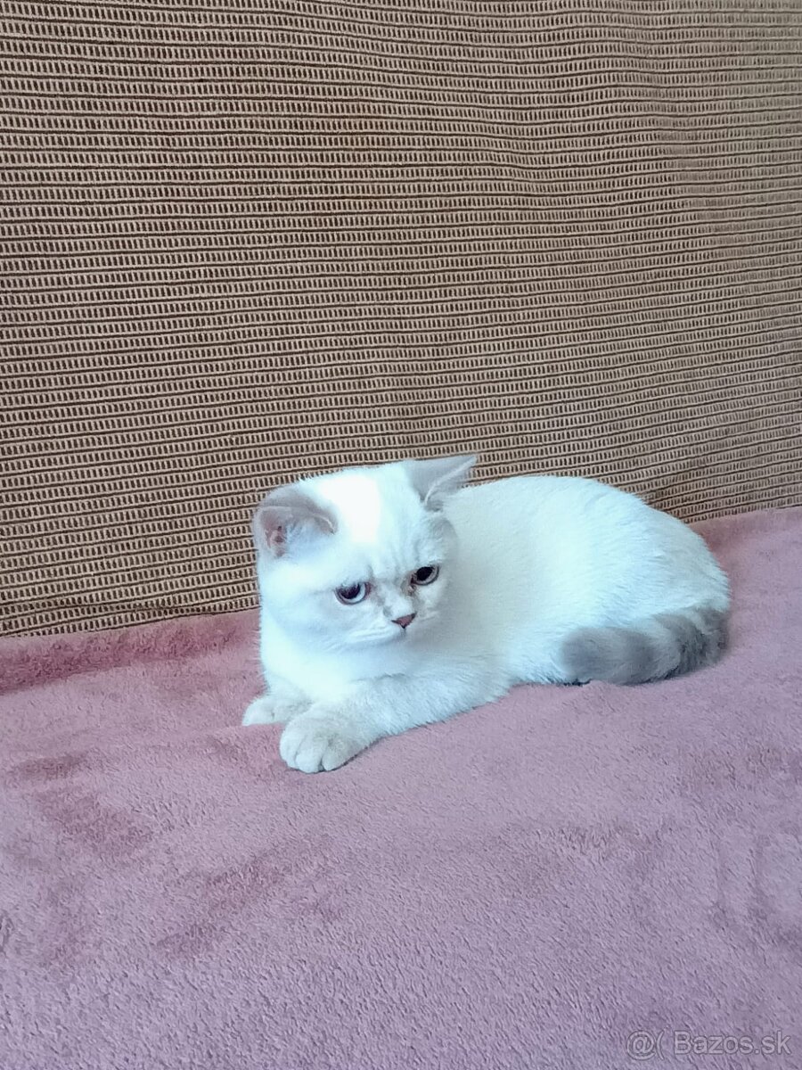 Britská modrá colorpoint - 5