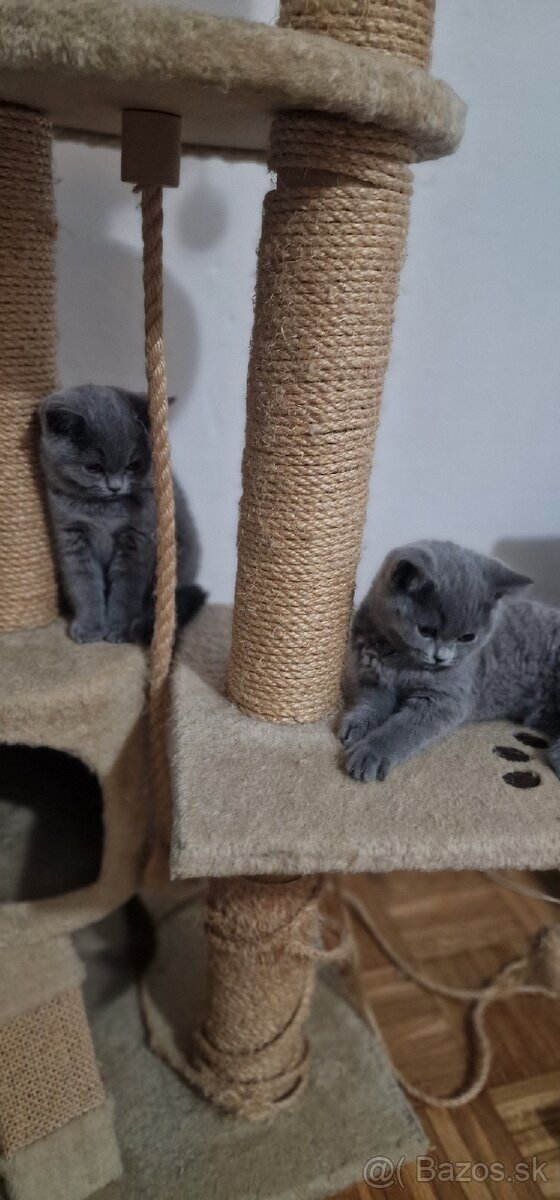 🐾 Na predaj tri rozkošné britské mačiatka – dievčatká 🐾 - 5