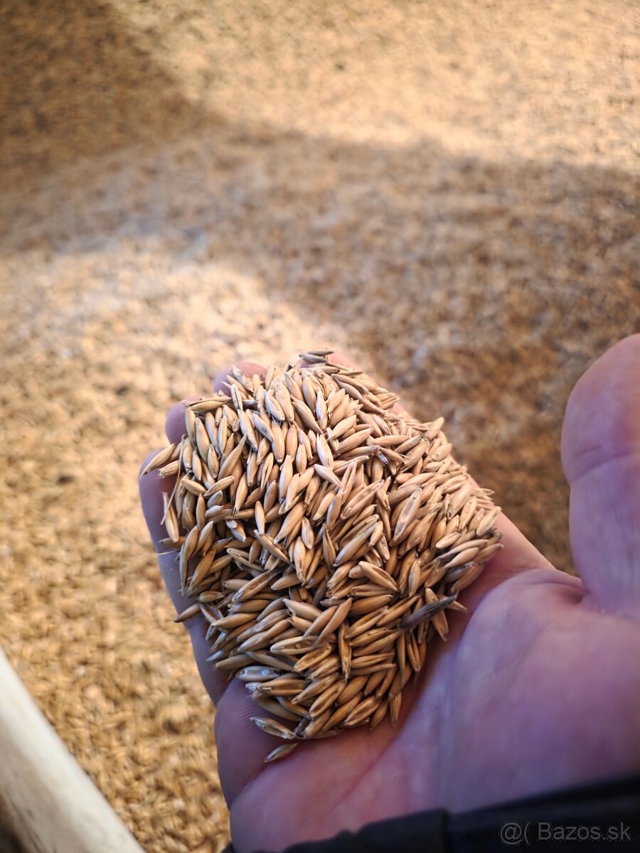JAČMEŇ,PŠENICA,OVOS - 5