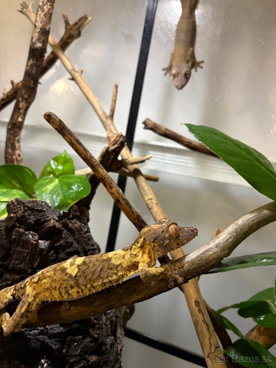 Uroplatus Henkeli - 5
