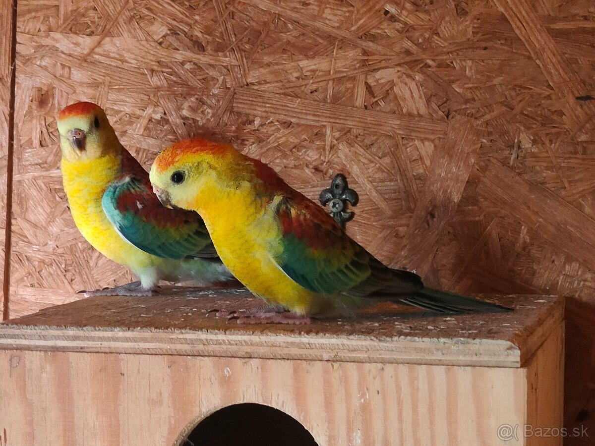 Papagáj spevavy - 5