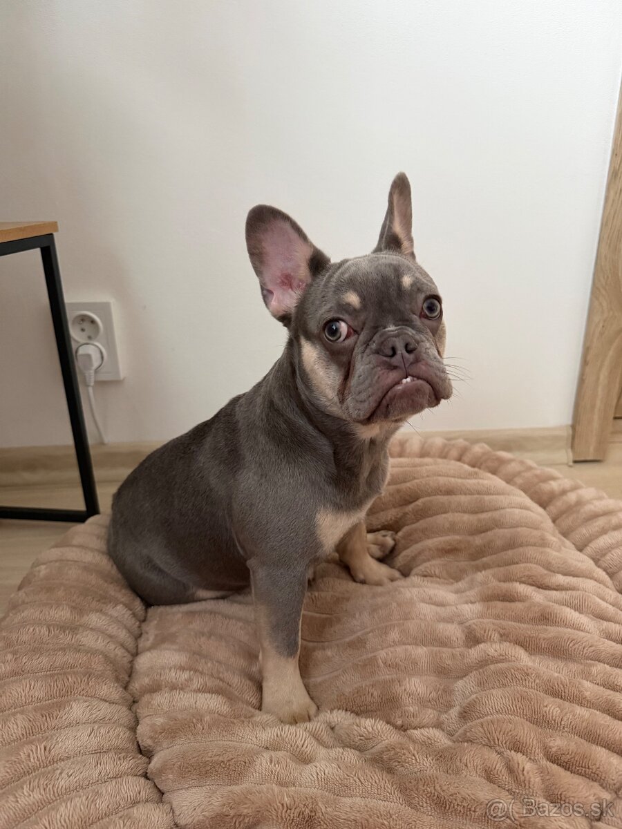 Francúzsky buldoček- fenka - 5