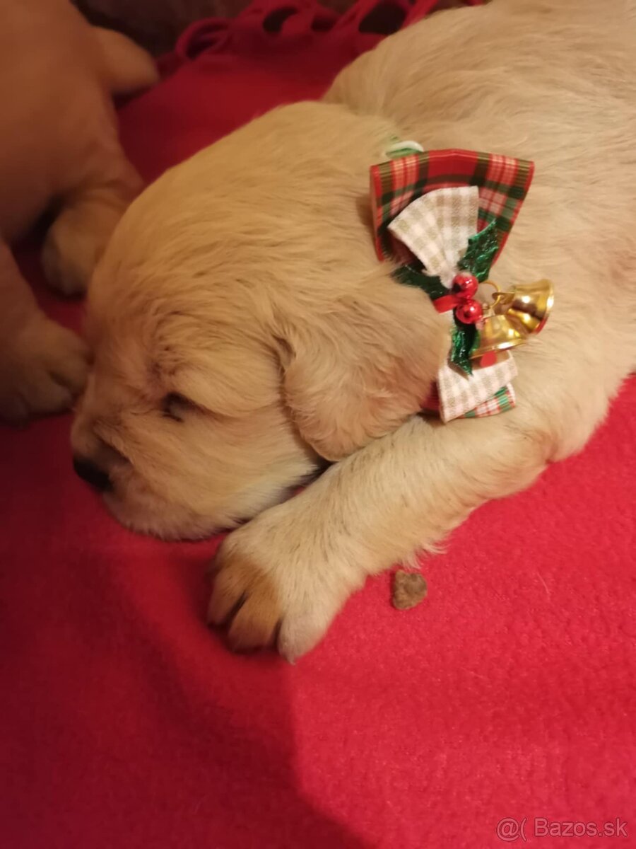 Zlatý retriever - 5