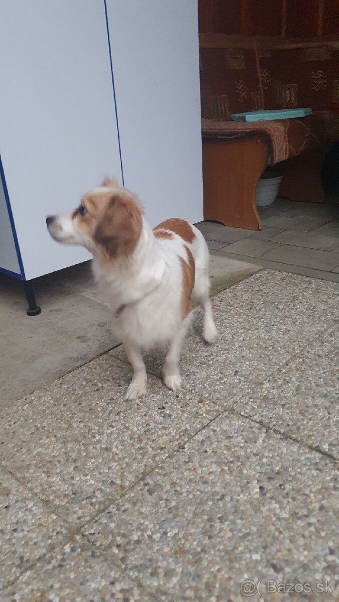 Darujem šteniatka - 5