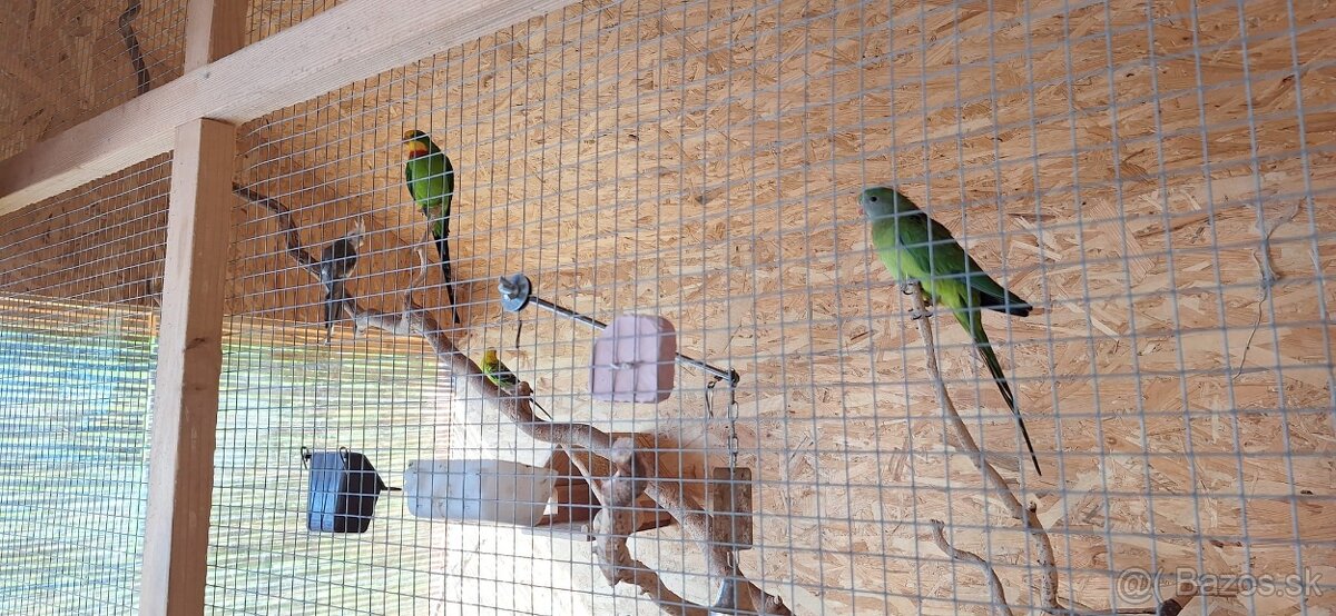 andulka, korela papagaj nadherny - 5