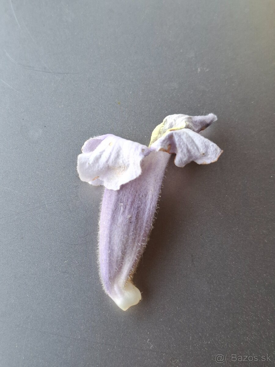 Paulownia semená - 5