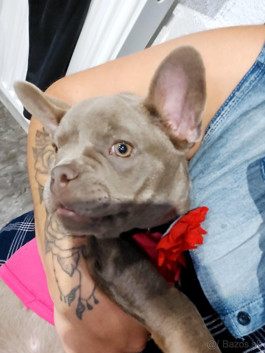 Francuzsky buldoček - 5