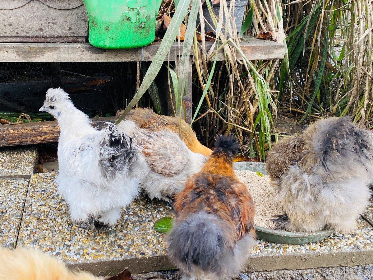 Predam mlade hodvabnicky - 5