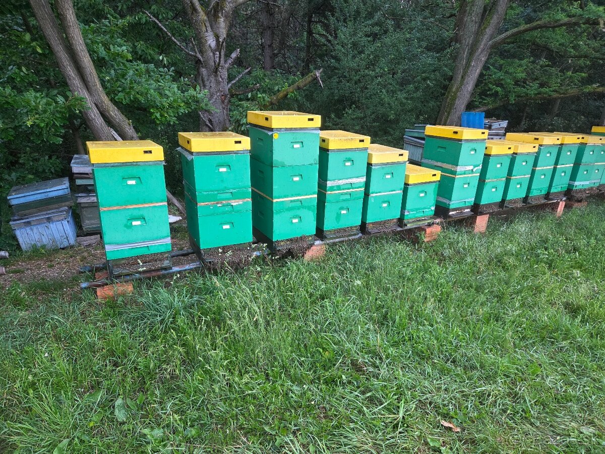 Včelia matka, kráľovná - 5