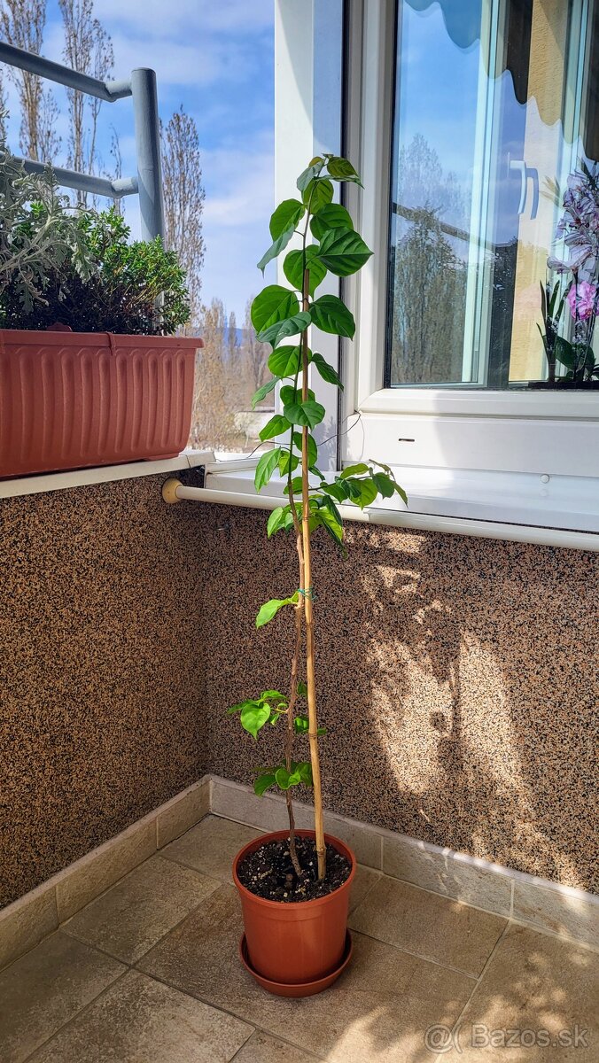 Bugenvilea (Bougainvillea) cyklámenová - 5