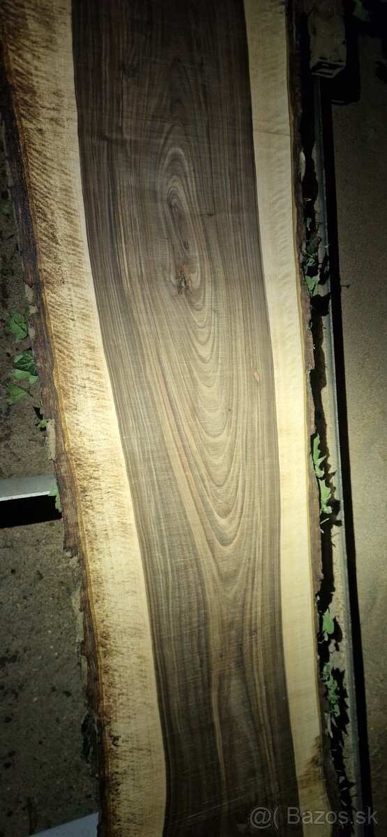 Orechový kmeň 2,3m / 50cm - 5