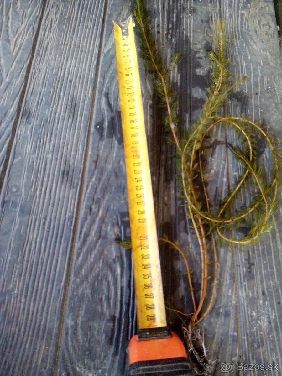 Okysličovacie rastliny do jazierka - 5