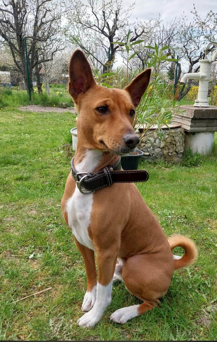 Basenji s PP - 5